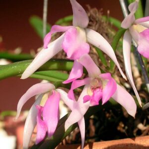 Leptotes pohlitinocoi, blomma