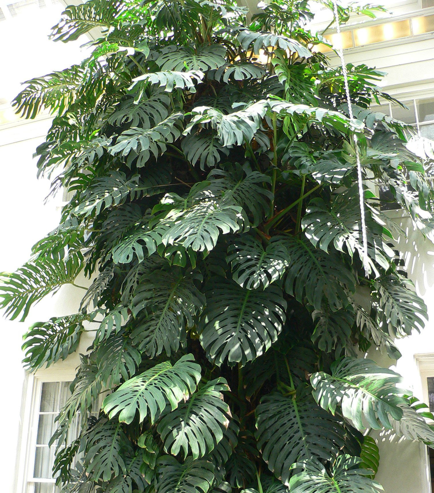 Stor Monstera deliciosa på Longwood Gardens