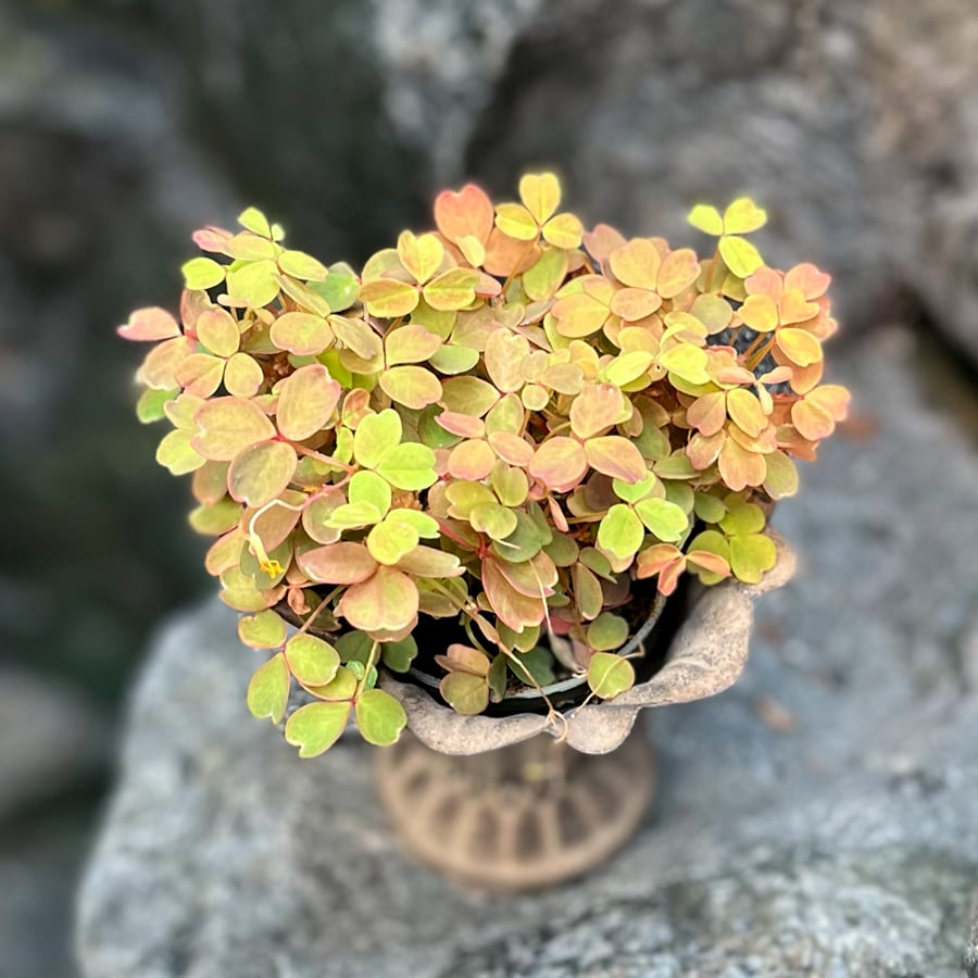 Oxalis vulcanicola 'Sunset Velvet', blad