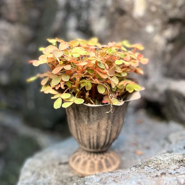 Oxalis vulcanicola 'Sunset Velvet', ung planta