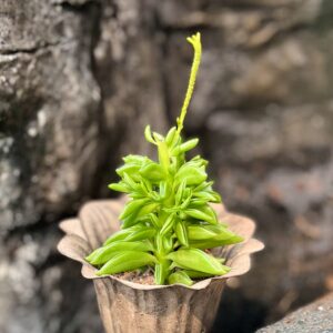 Peperomia ferreyrae 'Happy Bean', blad
