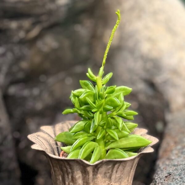 Peperomia ferreyrae 'Happy Bean', ung planta