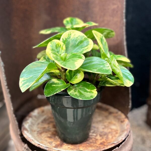 Peperomia obtusifolia 'Green Gold', blad