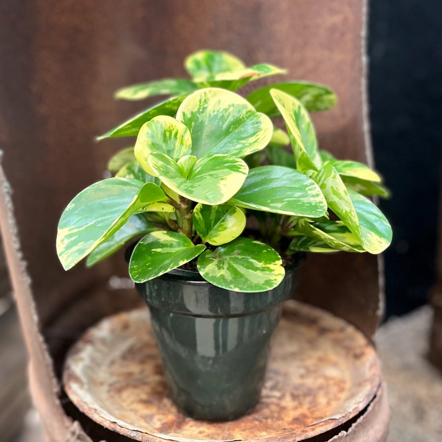 Peperomia obtusifolia 'Green Gold', blad