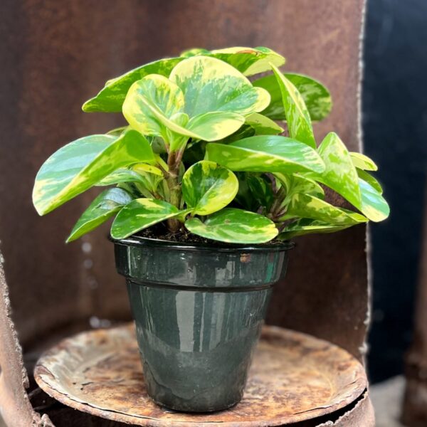Peperomia obtusifolia 'Green Gold', vuxen planta