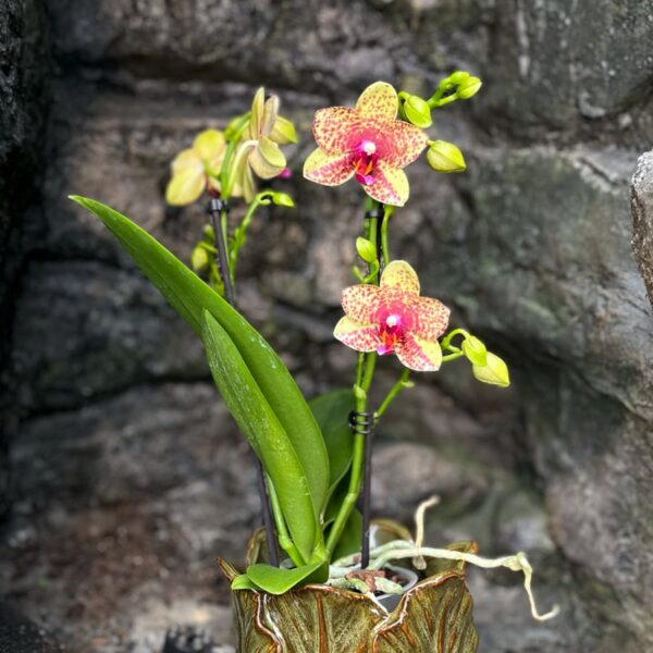 Phalaenopsis Anthura Grosseto, 2 stänglar