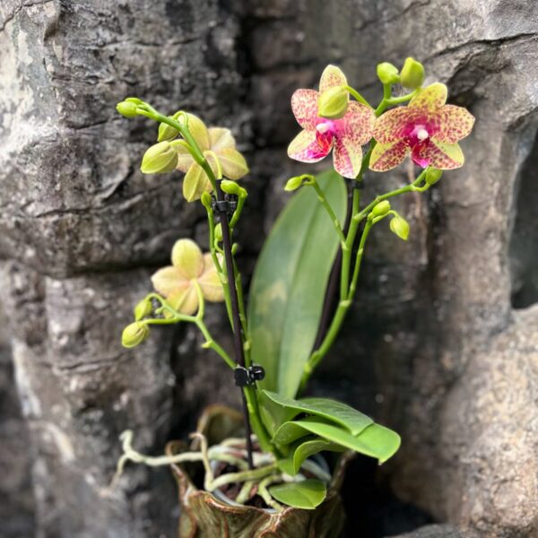 Phalaenopsis Anthura Grosseto, blommande planta
