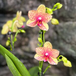 Phalaenopsis Anthura Grosseto, blommor