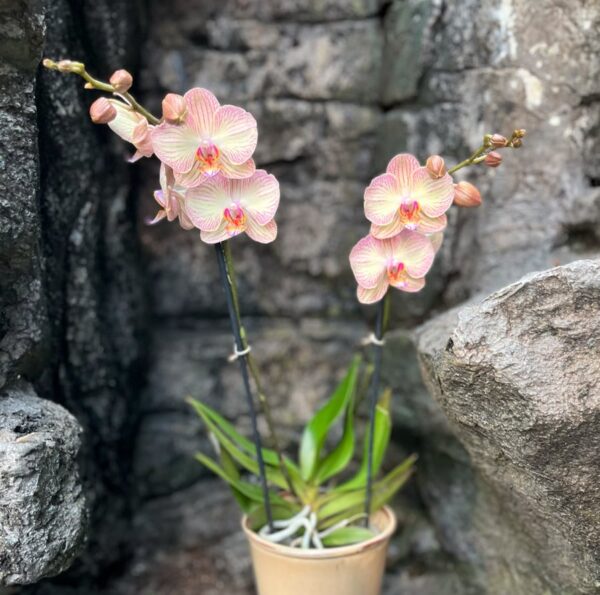 Phalaenopsis Anthura Varese, 2 stänglar