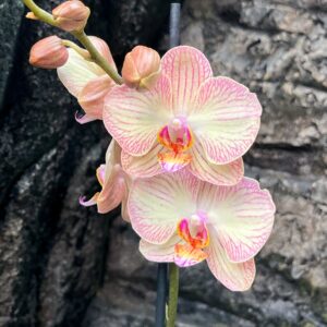 Phalaenopsis Anthura Varese, blommor