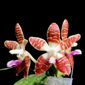 Phalaenopsis Double Eagle, blommor