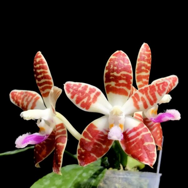 Phalaenopsis Double Eagle, blommor