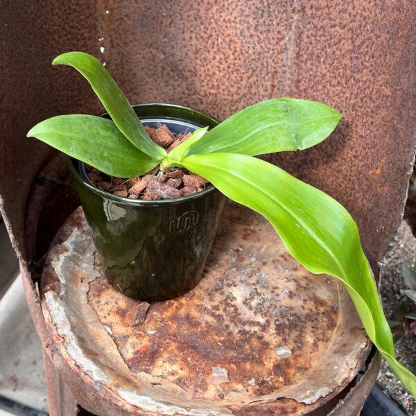 Phalaenopsis Double Eagle, stor nog att blomma