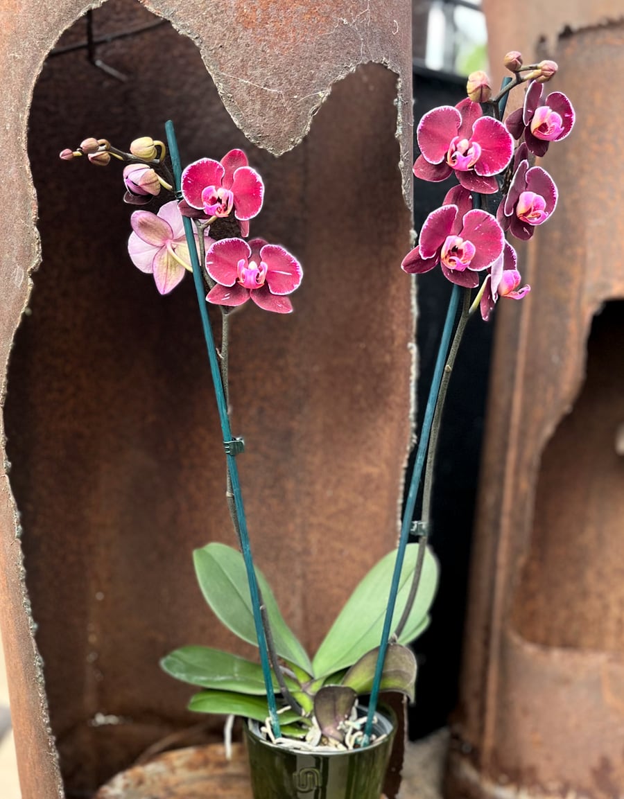 Phalaenopsis Elegant Debora, 2 stänglar