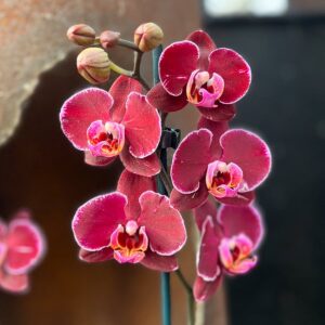 Phalaenopsis Elegant Debora, blommor