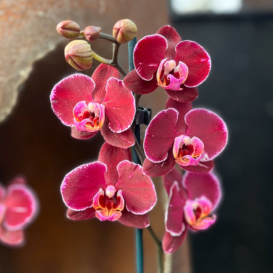 Phalaenopsis Elegant Debora, blommor