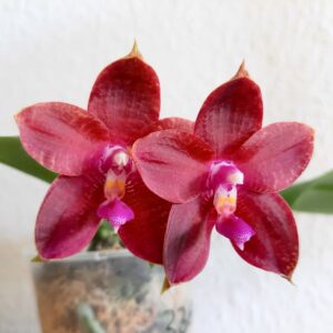 Phalaenopsis KS Super Zebra × Yaphon Dragon Fly, blommor