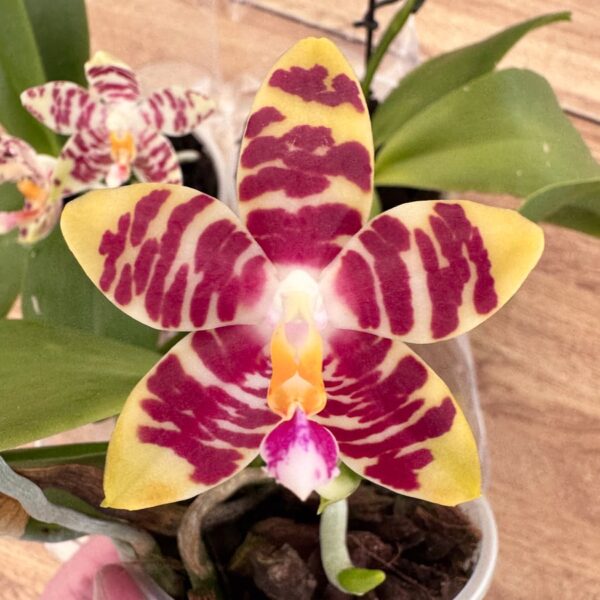 Phalaenopsis (KS Super Zebra × Yaphon Nice Girl) × (speciosa × Tetrasambo), blomma