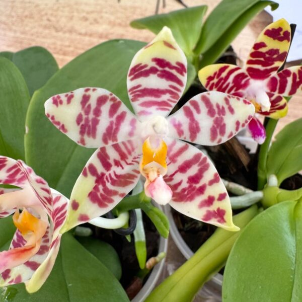 Phalaenopsis (KS Super Zebra × Yaphon Nice Girl) × (speciosa × Tetrasambo), blomma