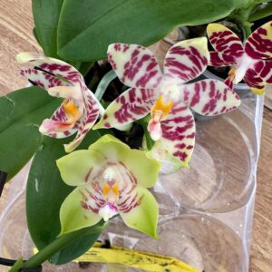 Phalaenopsis (KS Super Zebra × Yaphon Nice Girl) × (speciosa × Tetrasambo), blomma