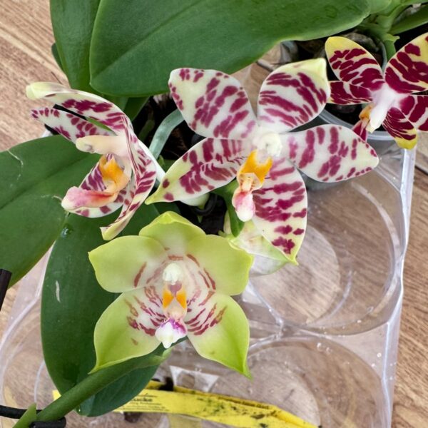 Phalaenopsis (KS Super Zebra × Yaphon Nice Girl) × (speciosa × Tetrasambo), blomma