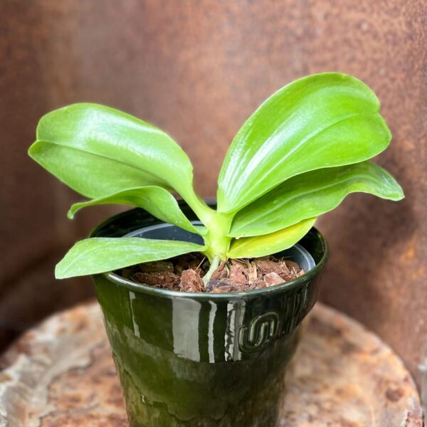Phalaenopsis (KS Super Zebra × Yaphon Nice Girl) × (speciosa × Tetrasambo), blomma