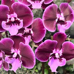 Phalaenopsis Lembongan, blommor