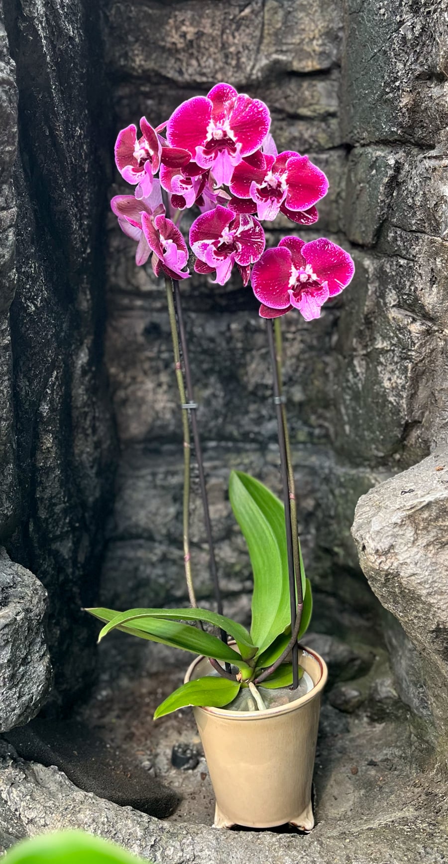 Phalaenopsis Manta Lembongan, blommande planta