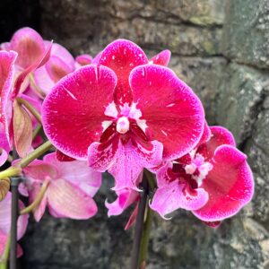 Phalaenopsis Manta Lembongan, blommor
