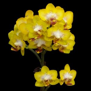 Phalaenopsis Meidarland Golden Pumpkin, blommor