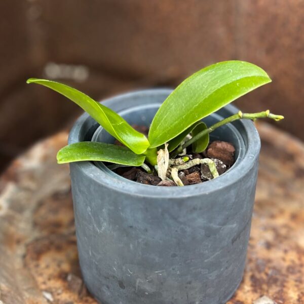 Phalaenopsis Meidarland Golden Pumpkin, ung planta