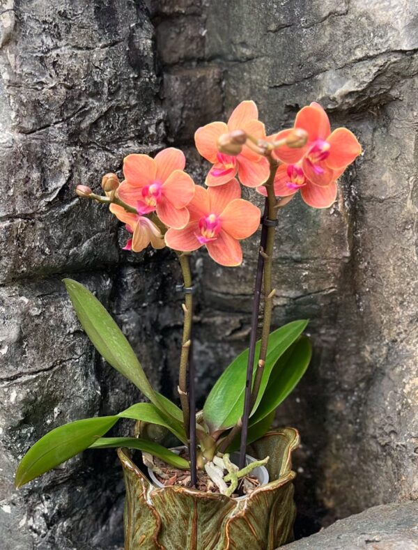 Phalaenopsis Mineral Bolzano, blommande planta
