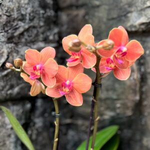 Phalaenopsis Mineral Bolzano, blommor