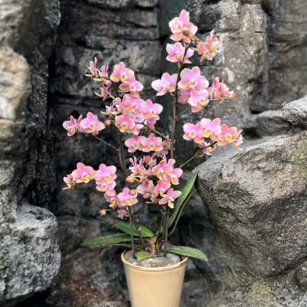 Phalaenopsis Powdery Duft, 2 stänglar