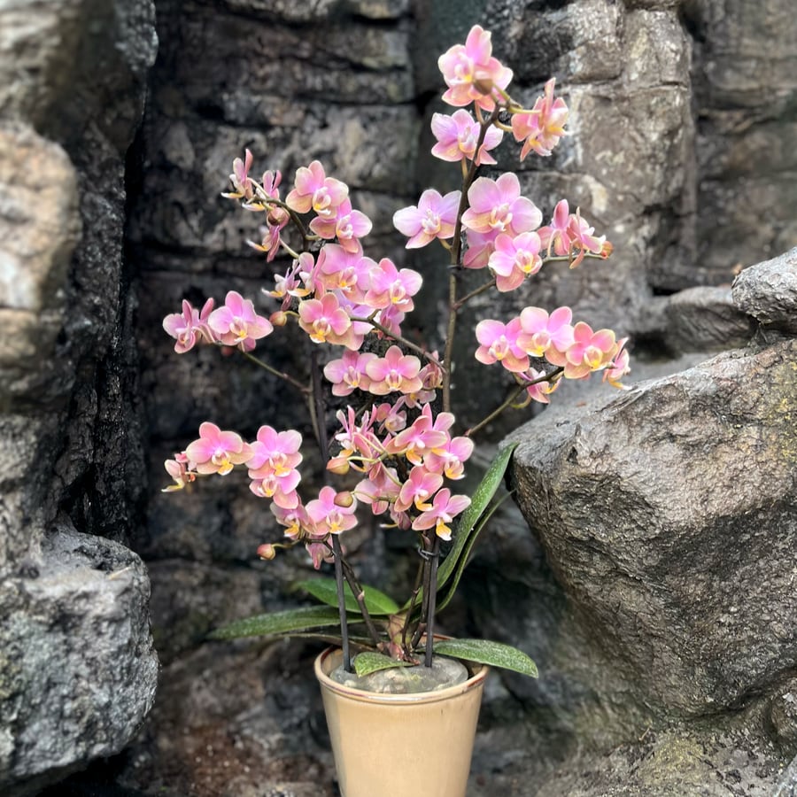 Phalaenopsis Powdery Duft, 2 stänglar