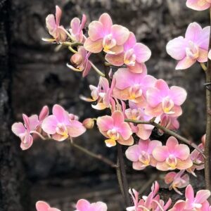 Phalaenopsis Powdery Duft, blommor