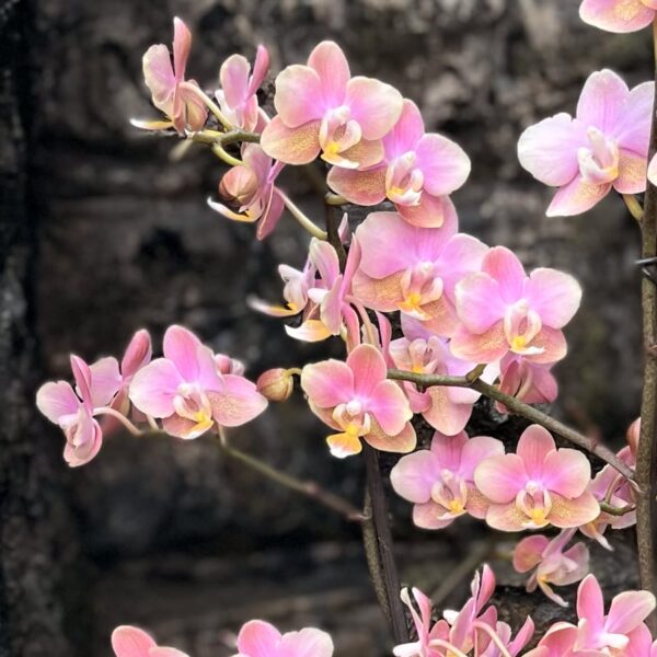 Phalaenopsis Powdery Duft, blommor