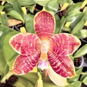 Phalaenopsis (Yin's Green Jewel × Princess Kaiulani) × (Macassar × venosa), blomma
