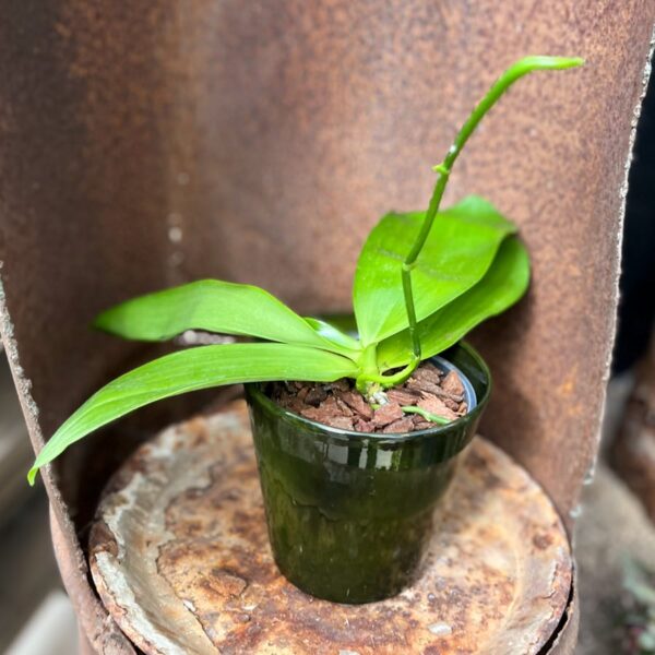 Phalaenopsis (Yin's Green Jewel × Princess Kaiulani) × (Macassar × venosa), stor nog att blomma
