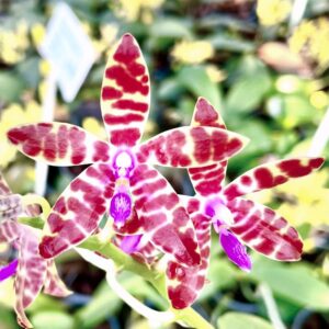 Phalaenopsis bastianii, blomma