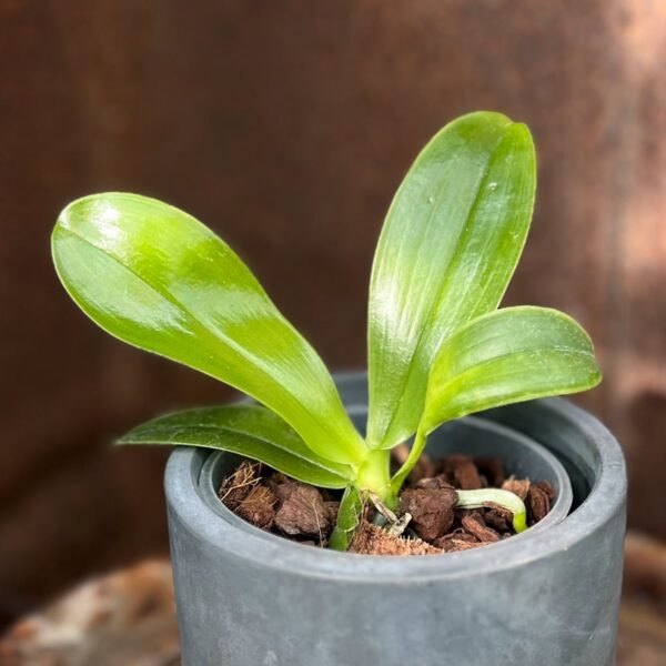 Phalaenopsis bastianii, ung planta