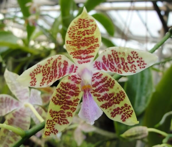 Phalaenopsis hieroglyphica 'Dark Taiwan', blomma