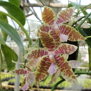 Phalaenopsis hieroglyphica 'Dark Taiwan', blomma