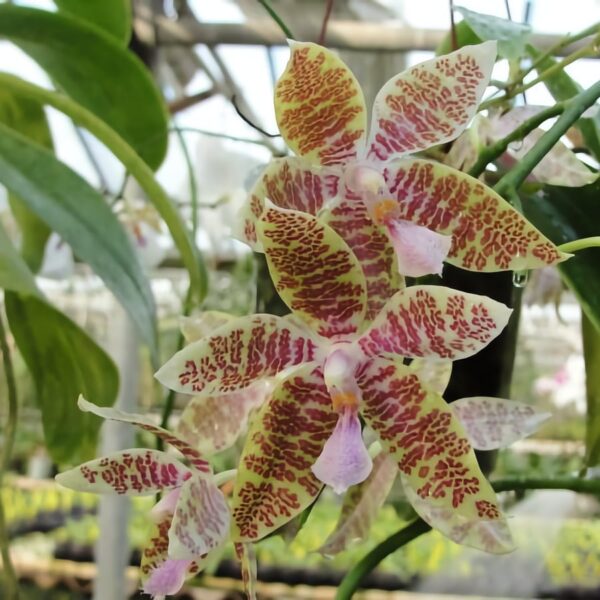 Phalaenopsis hieroglyphica 'Dark Taiwan', blomma