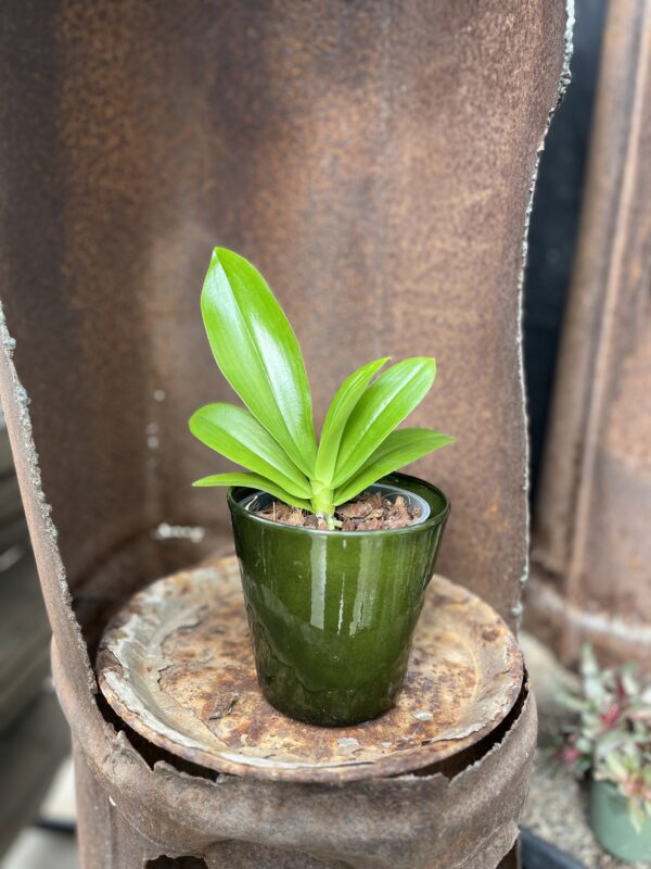 Phalaenopsis hieroglyphica 'Dark Taiwan', stor nog att blomma