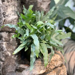Phlebodium aureum, blad
