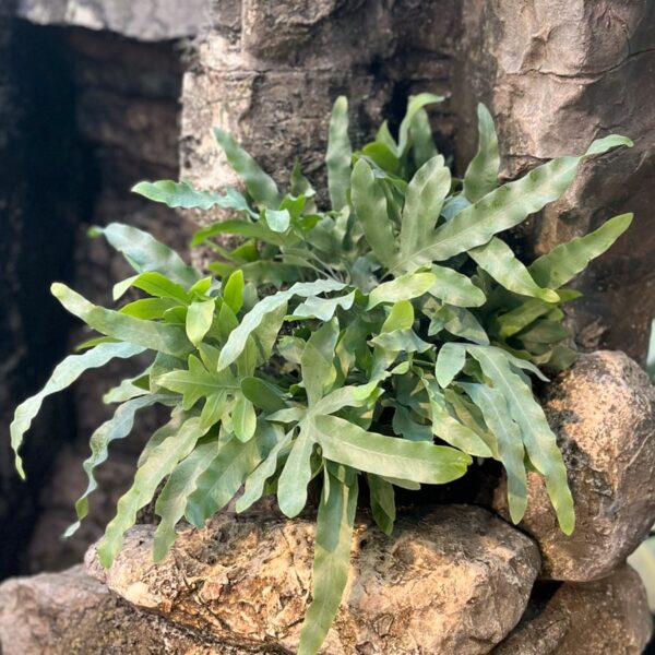 Phlebodium aureum, vuxen planta