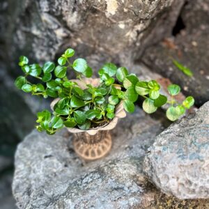 Pilea depressa, blad