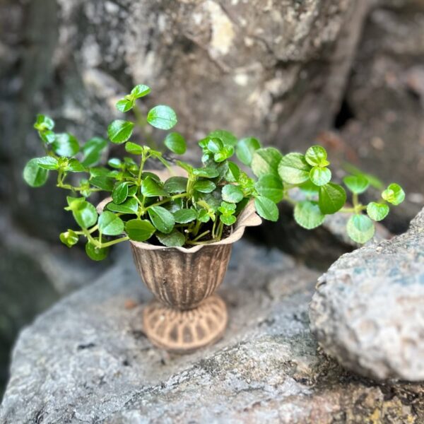Pilea depressa, ung planta