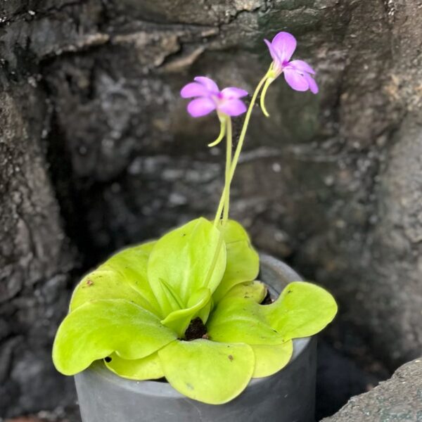 Pinguicula Weser 'Tina', blommande planta